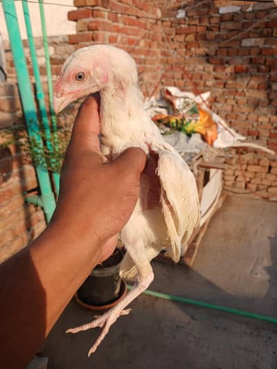 Heera aseel white nok nali