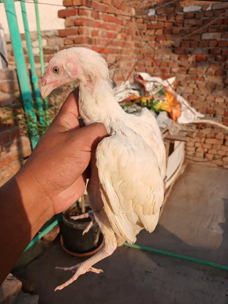 Heera aseel white nok nali — photo 2