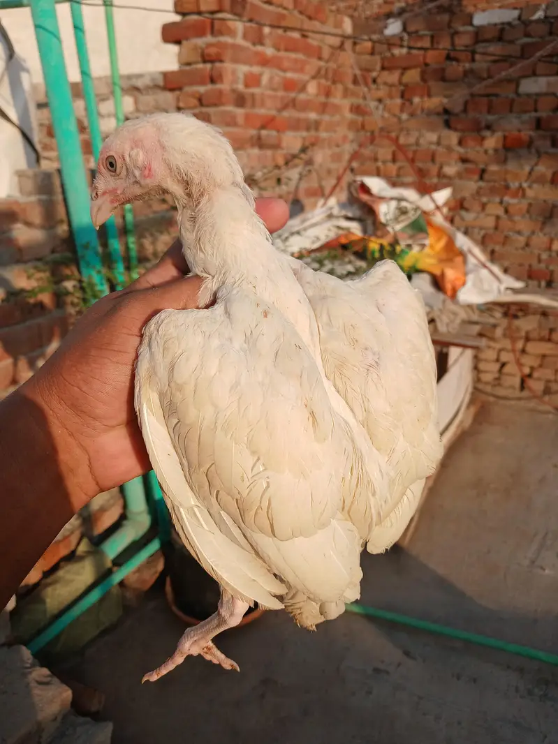 Heera aseel white nok nali — photo 3