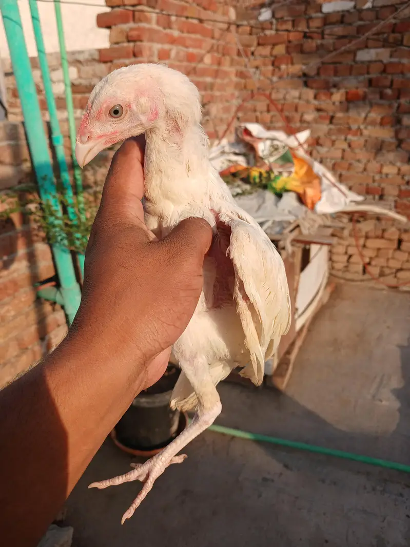 Heera aseel white nok nali — photo 4