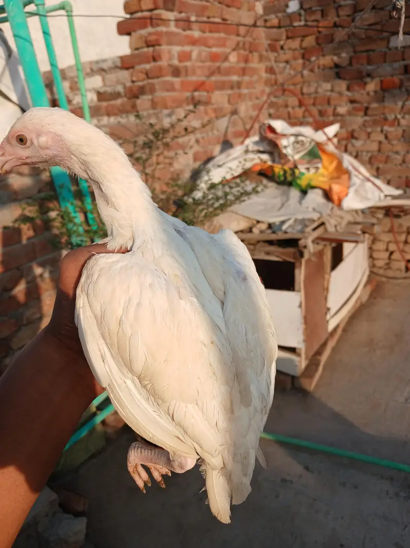 Heera aseel white nok nali — photo 5