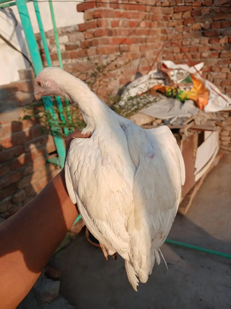 Heera aseel white nok nali — photo 6