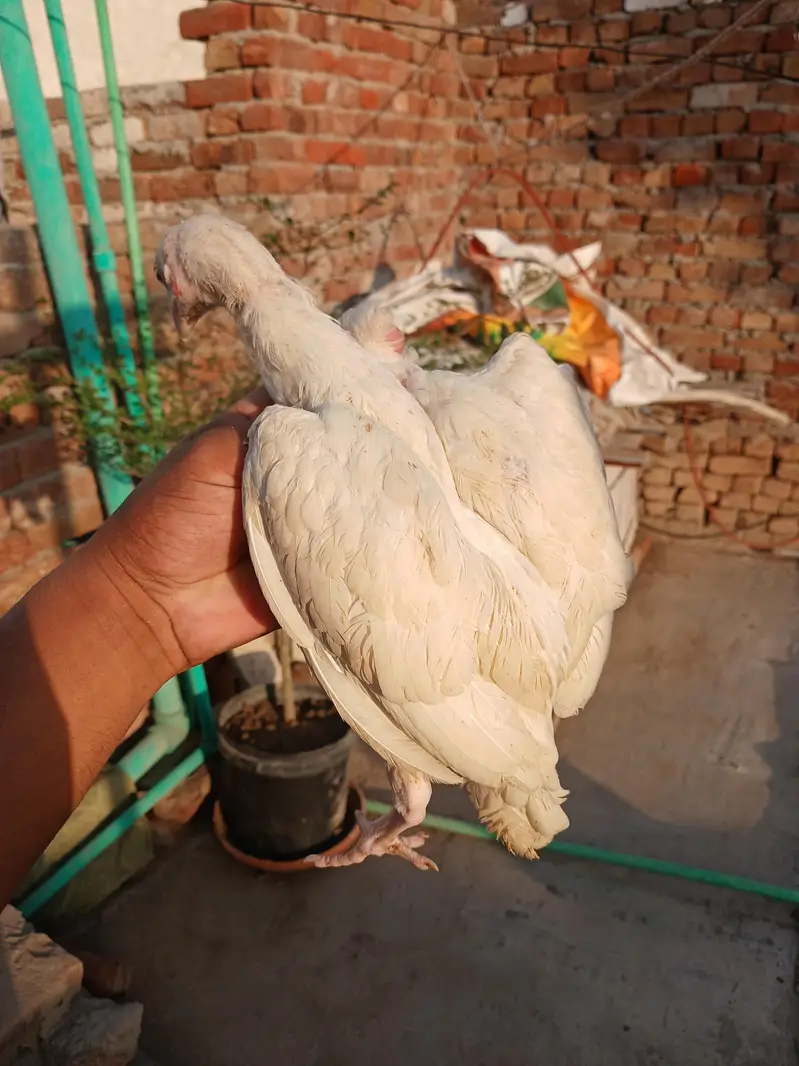 Heera aseel white nok nali — photo 7