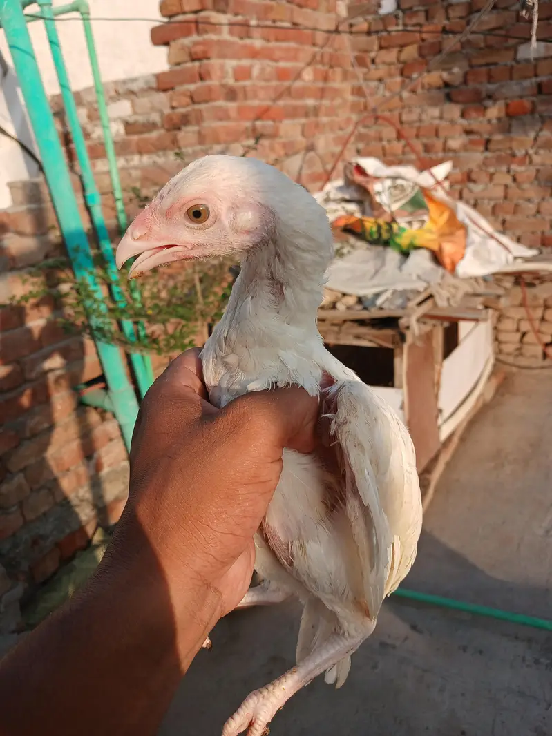 Heera aseel white nok nali — photo 8