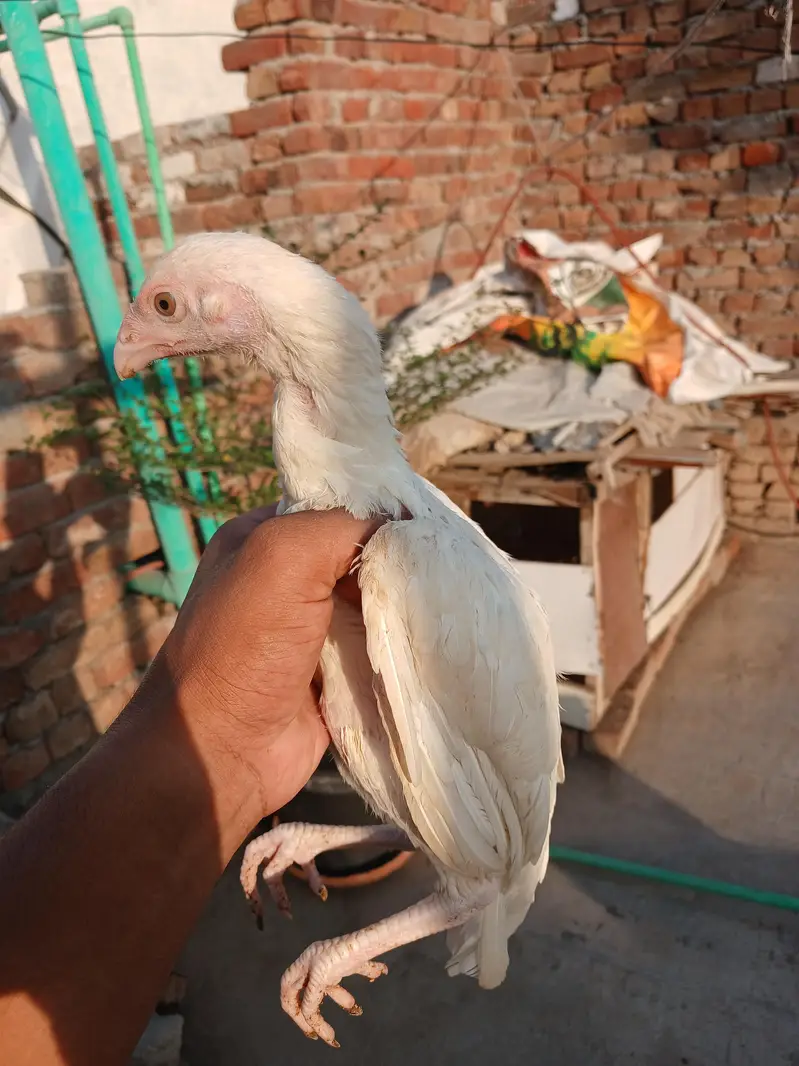 Heera aseel white nok nali — photo 9