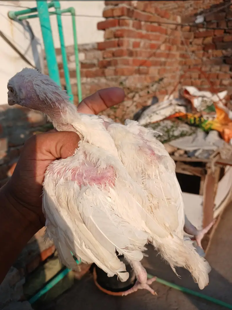 Heera aseel white nok nali — photo 10