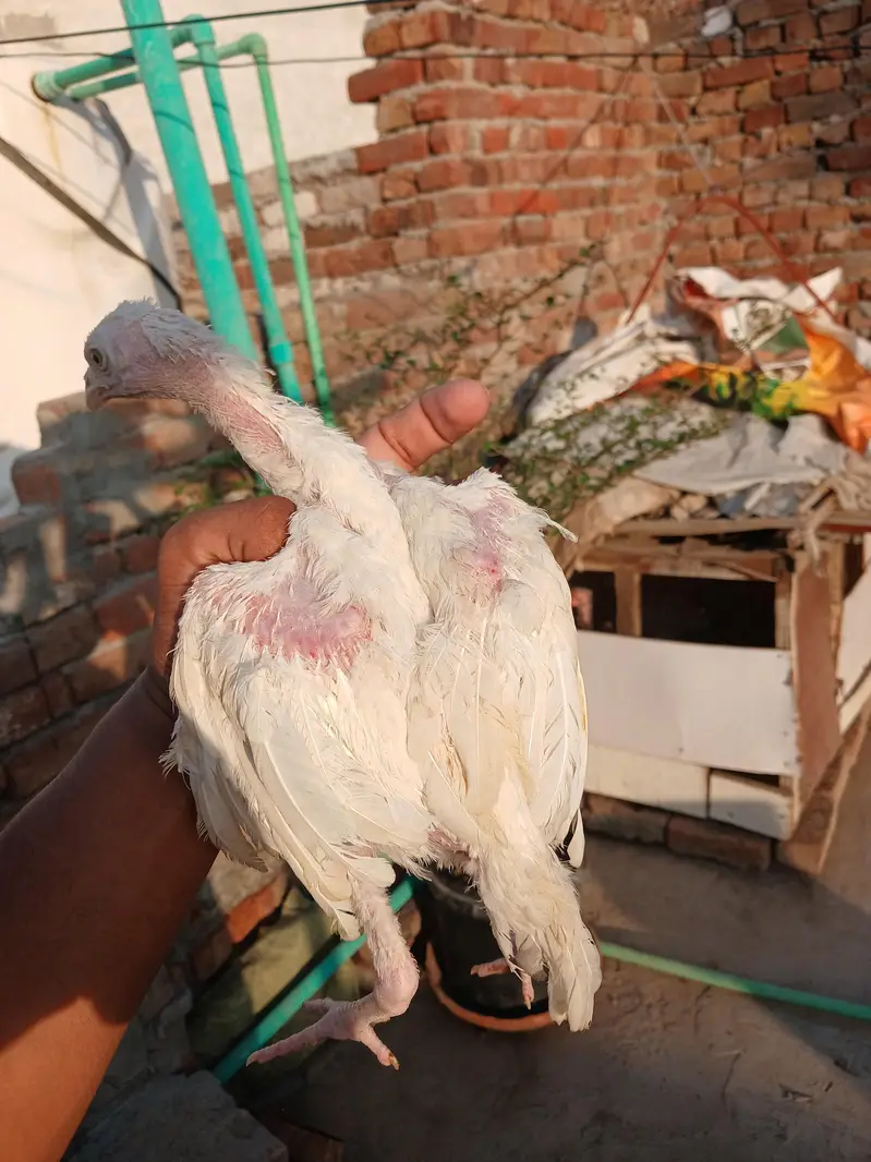 Heera aseel white nok nali — photo 11