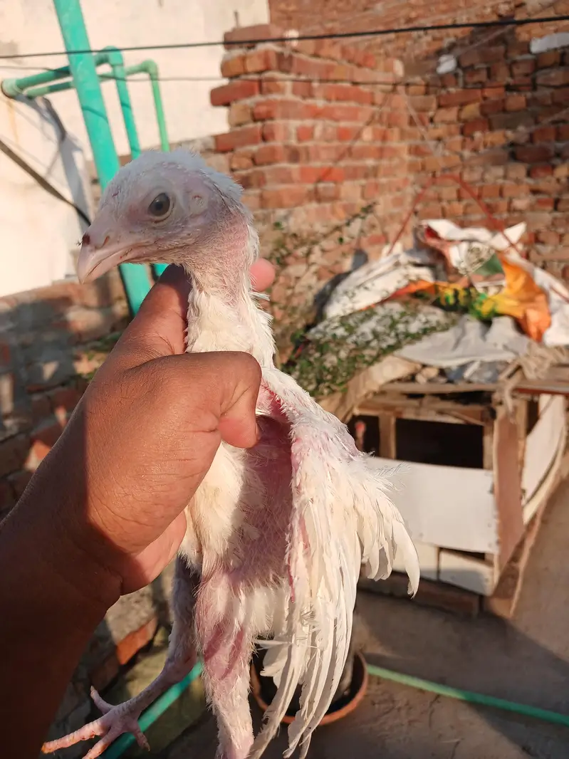Heera aseel white nok nali — photo 12