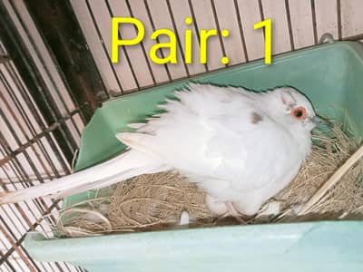 Diamond White Pied Dove 2 pairs