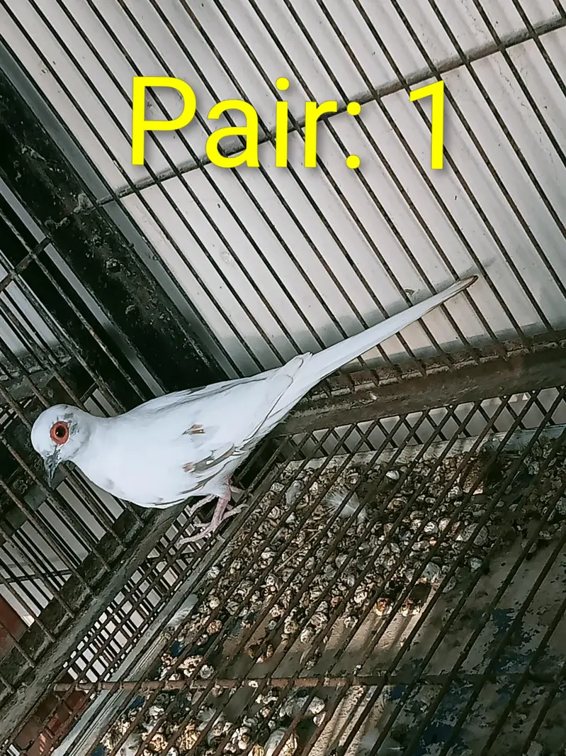 Diamond White Pied Dove 2 pairs — photo 2