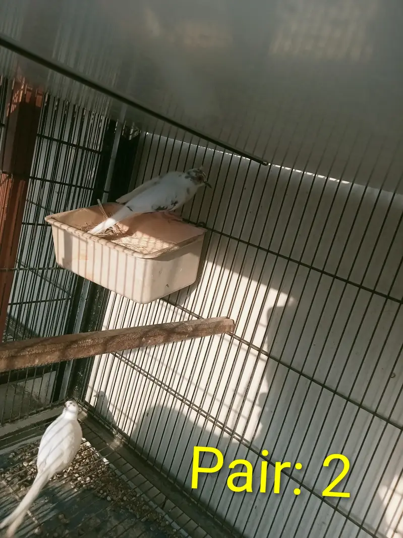 Diamond White Pied Dove 2 pairs — photo 3