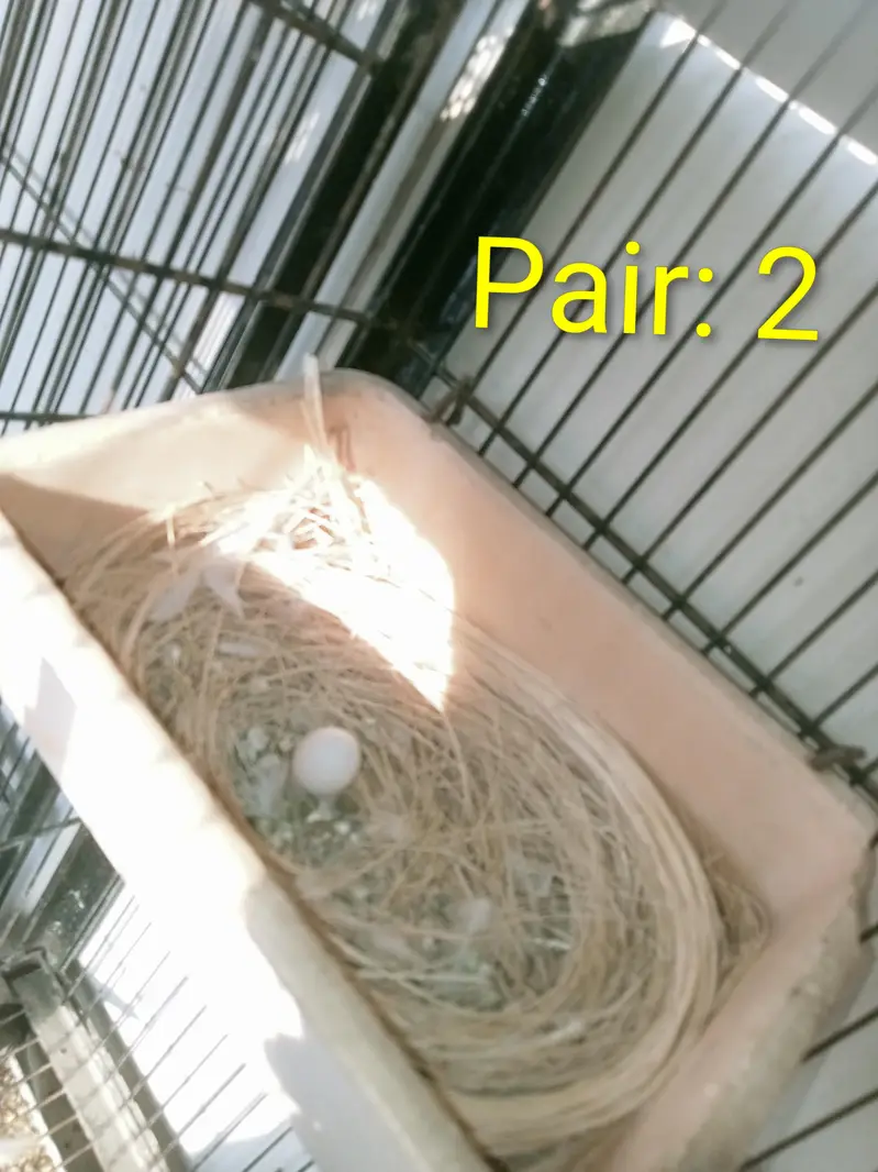 Diamond White Pied Dove 2 pairs — photo 4