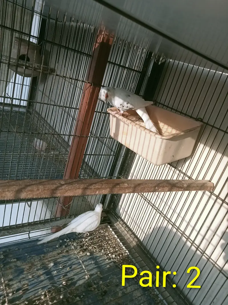 Diamond White Pied Dove 2 pairs — photo 5