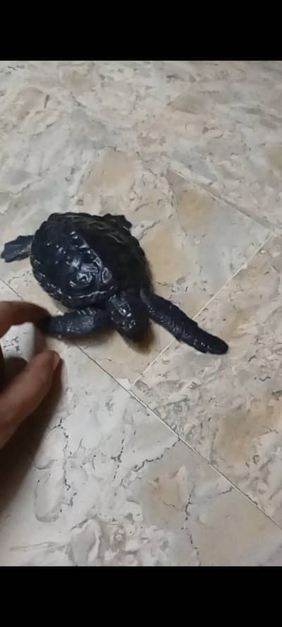Tam turtle available for sale