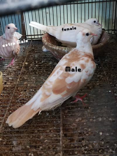 Fakhta breeder pair and 1 male extra