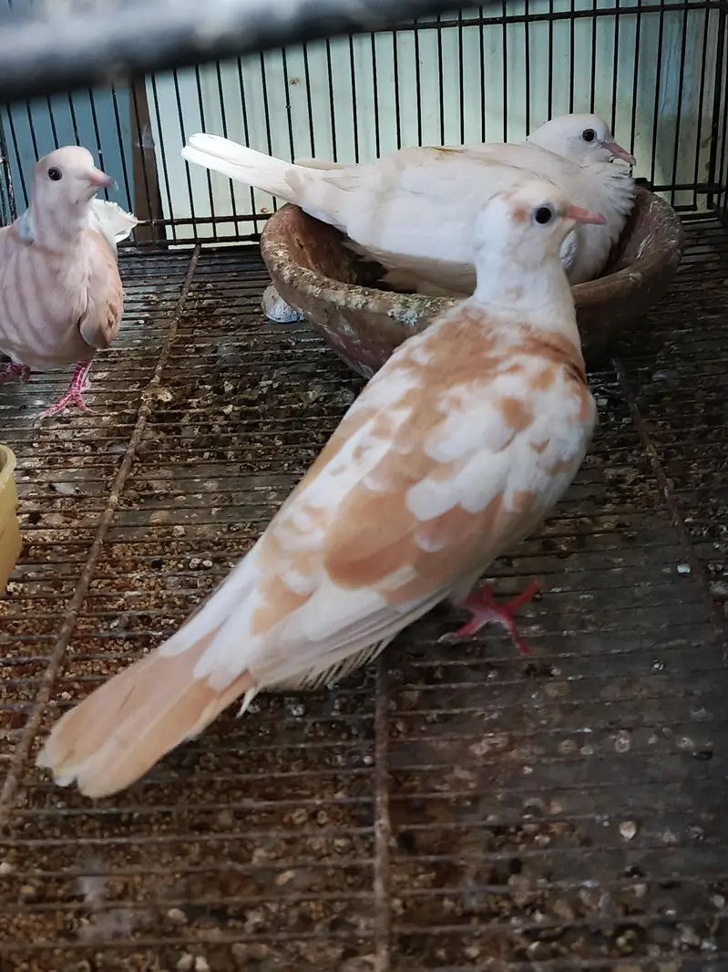 Fakhta breeder pair and 1 male extra — photo 2