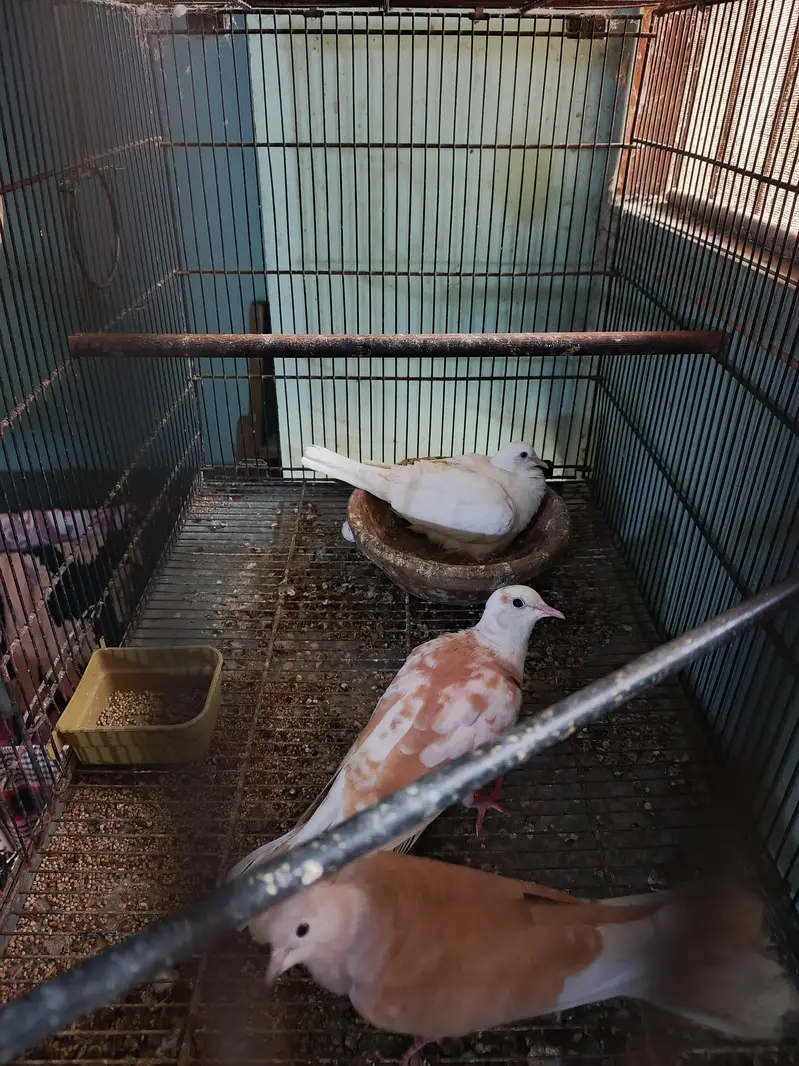 Fakhta breeder pair and 1 male extra — photo 3