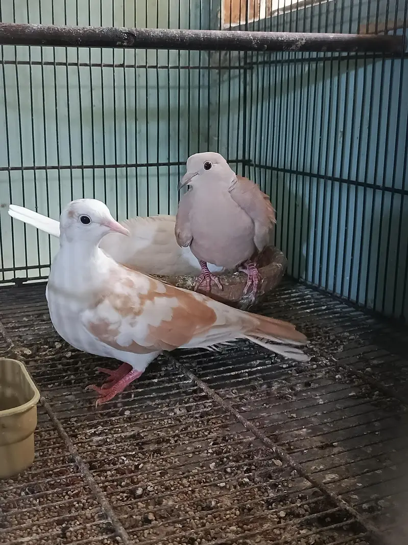 Fakhta breeder pair and 1 male extra — photo 4