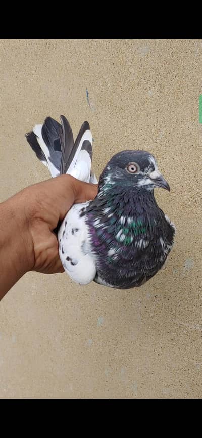 kabli femal for sale.