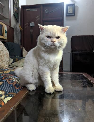 Persian semi punch cream color - Healthy & playful - Lahore