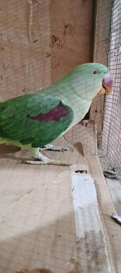 Raw parrot