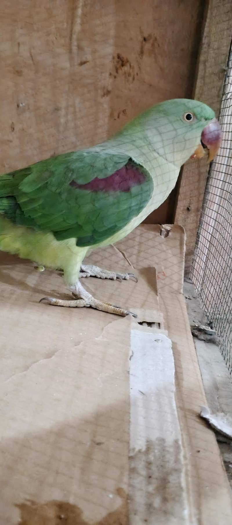 Raw parrot 1