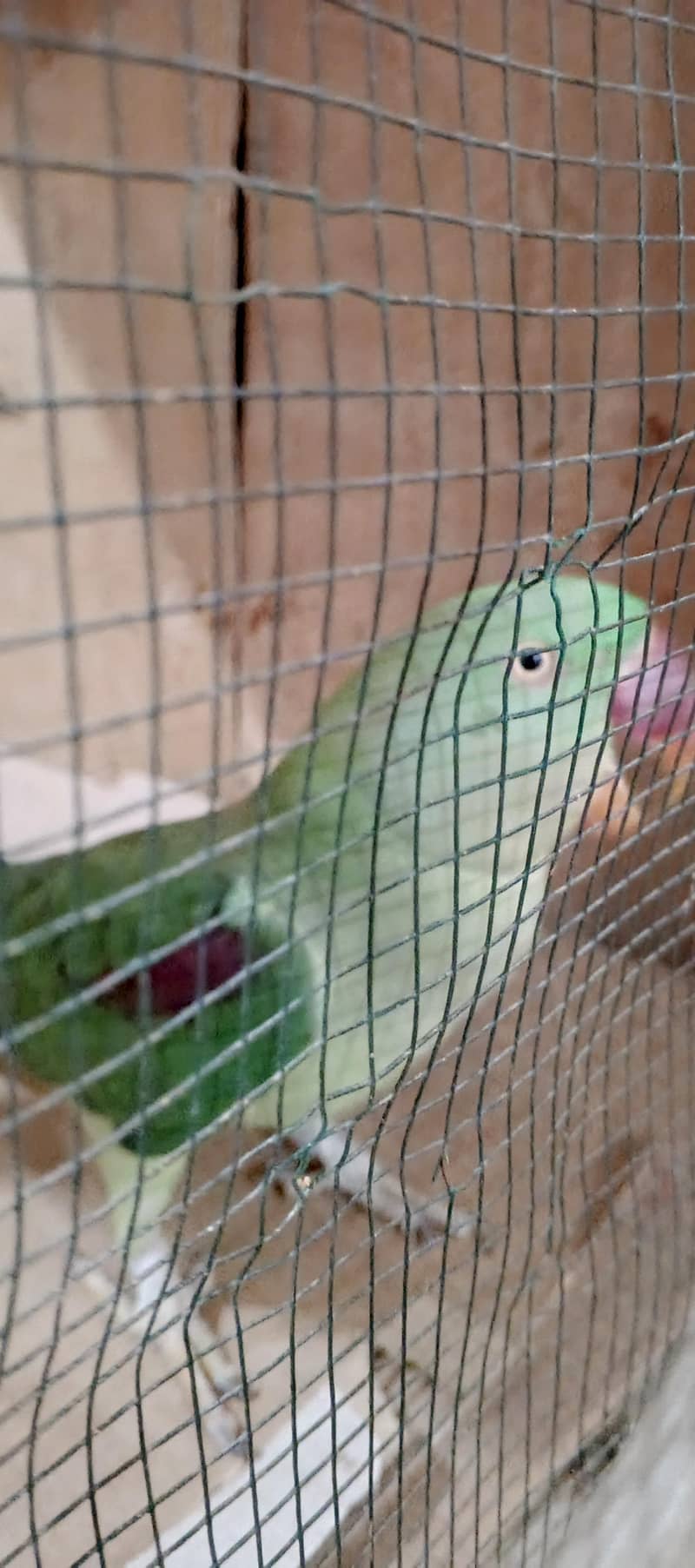Raw parrot 2