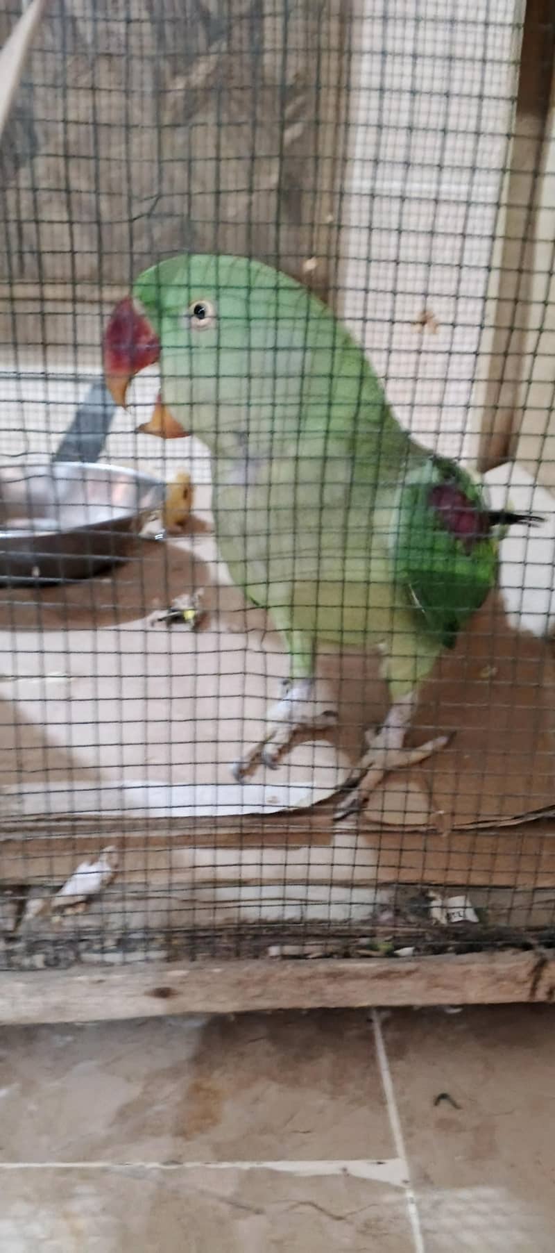 Raw parrot 3