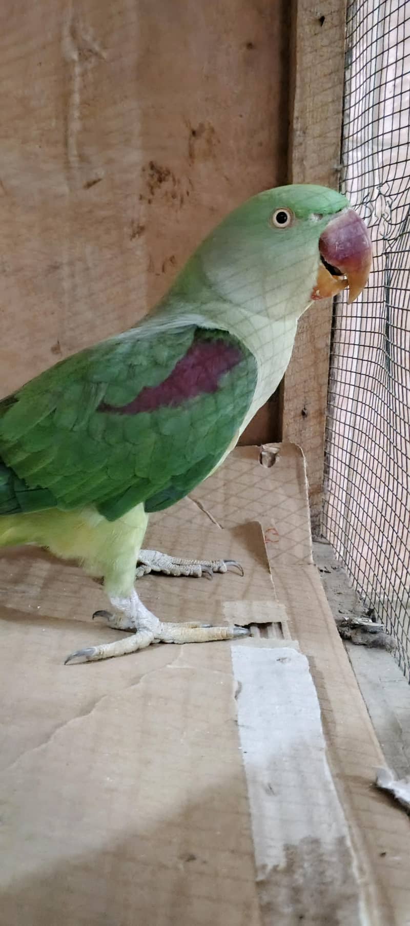 Raw parrot 4