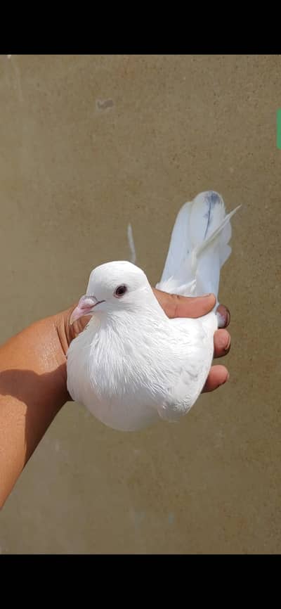 white mako malel for sale. .