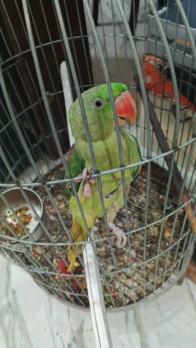 Raw parrot Kasmiri - start learning