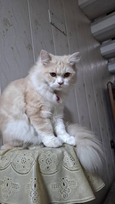 Persian male cat urgent sale