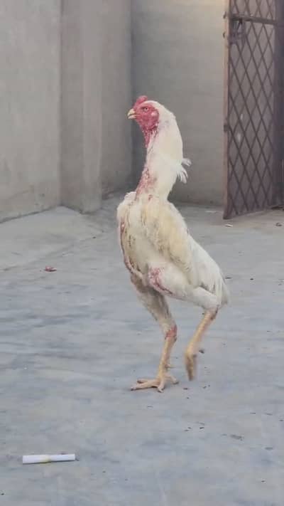 Shamoo male available