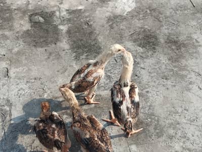 black brown shamo chicks