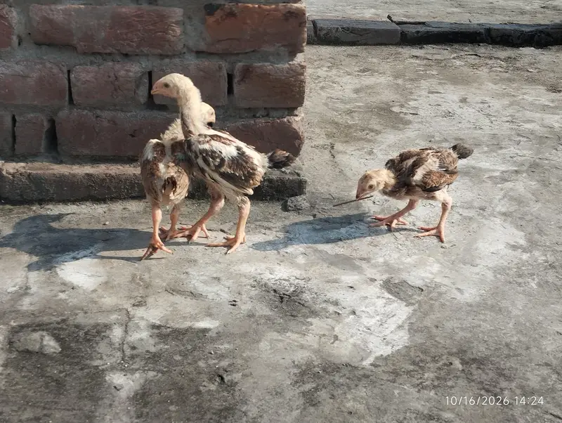 black brown shamo chicks — photo 2