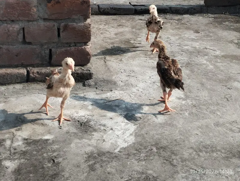 black brown shamo chicks — photo 3