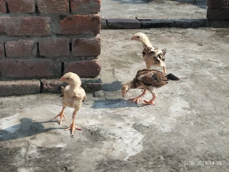black brown shamo chicks — photo 4