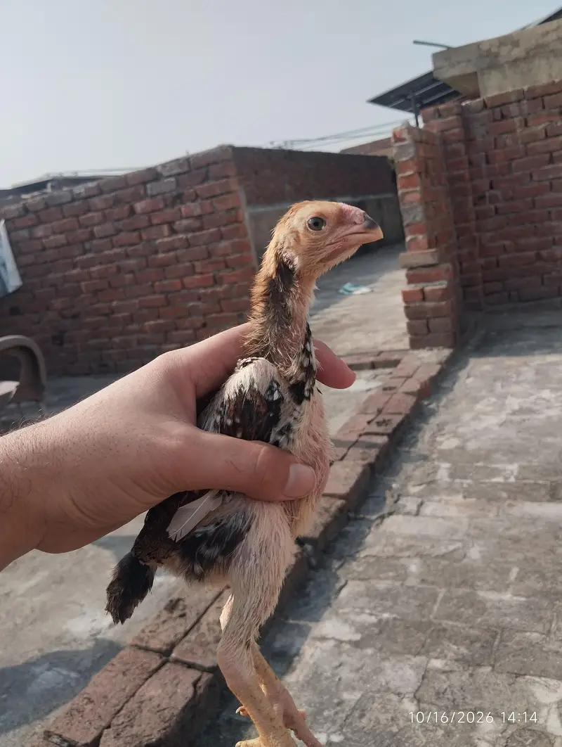 black brown shamo chicks — photo 5