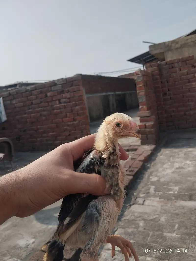 black brown shamo chicks — photo 6