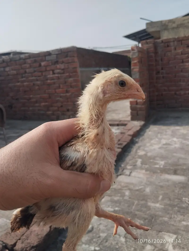 black brown shamo chicks — photo 7