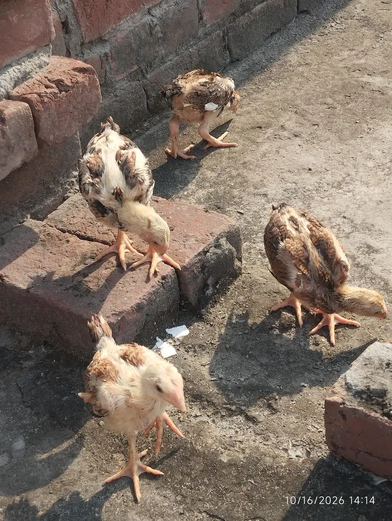 black brown shamo chicks — photo 8
