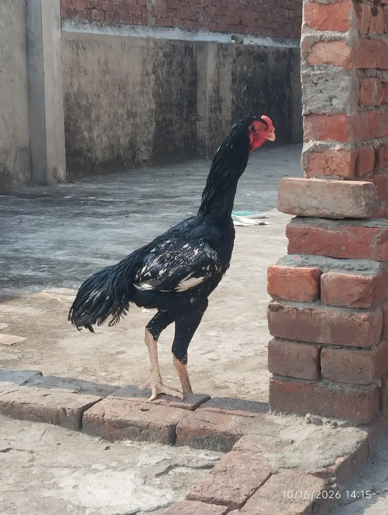 black brown shamo chicks — photo 9