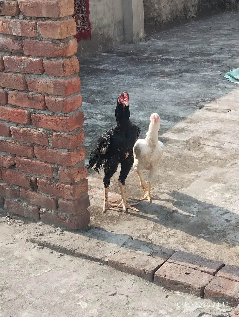black brown shamo chicks — photo 10