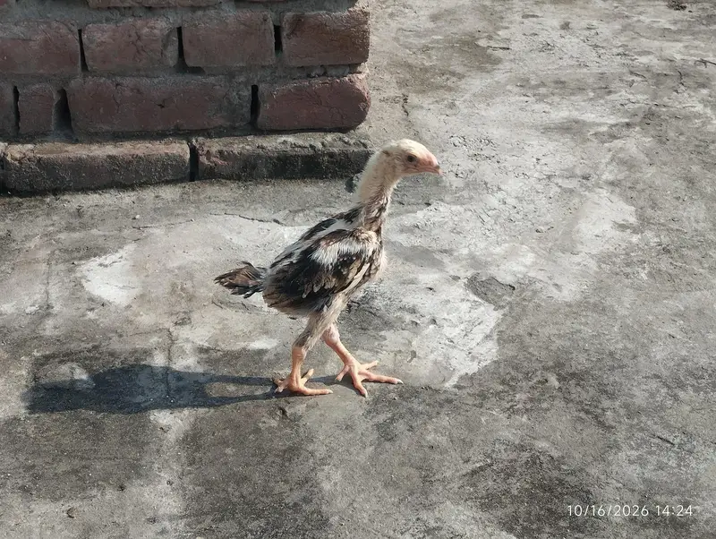 black brown shamo chicks — photo 11