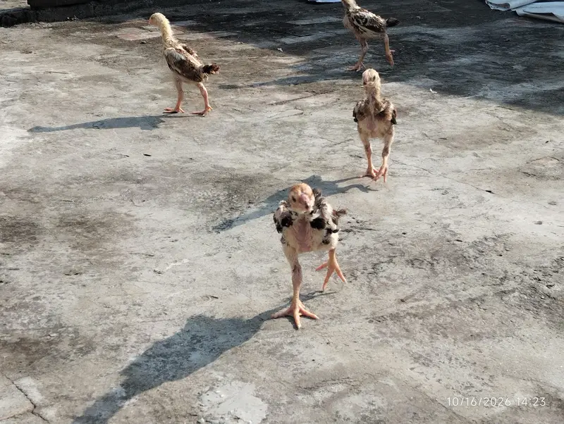 black brown shamo chicks — photo 12
