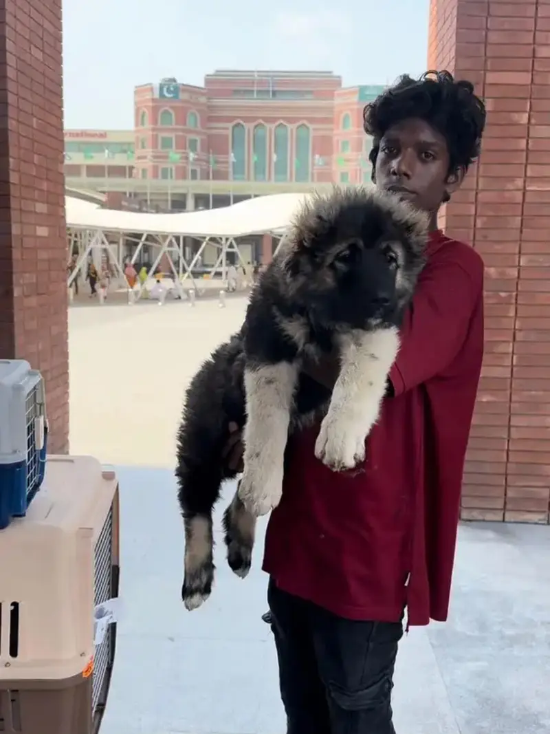 IMPORTED CAUCASIAN SHEPHERD PUPPIES AVAILABLE FOR SALE — photo 2