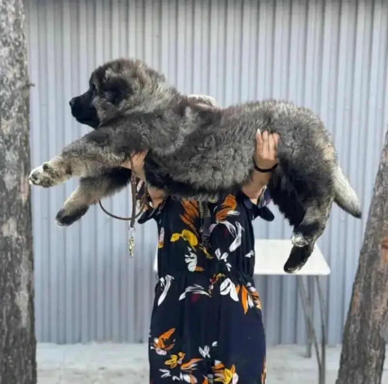 IMPORTED CAUCASIAN SHEPHERD PUPPIES AVAILABLE FOR SALE — photo 3
