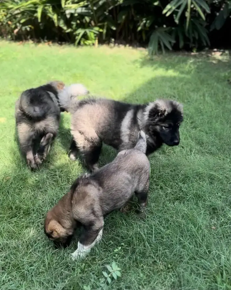 IMPORTED CAUCASIAN SHEPHERD PUPPIES AVAILABLE FOR SALE — photo 4