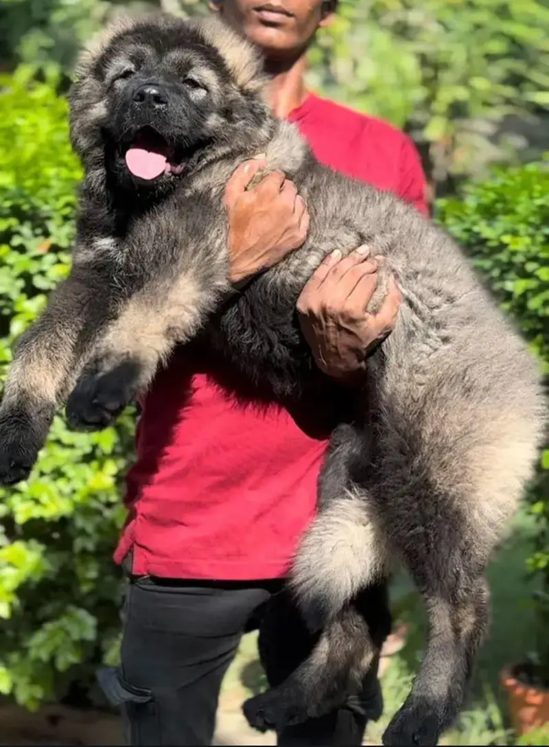 IMPORTED CAUCASIAN SHEPHERD PUPPIES AVAILABLE FOR SALE — photo 5
