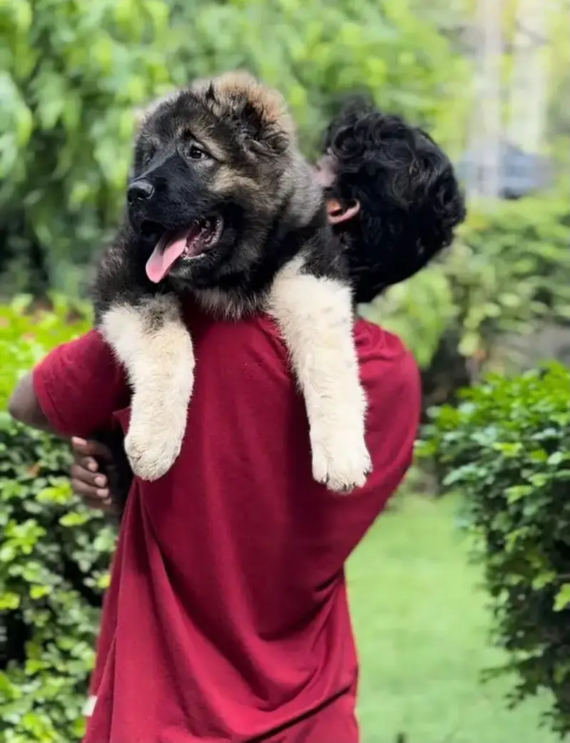 IMPORTED CAUCASIAN SHEPHERD PUPPIES AVAILABLE FOR SALE — photo 6